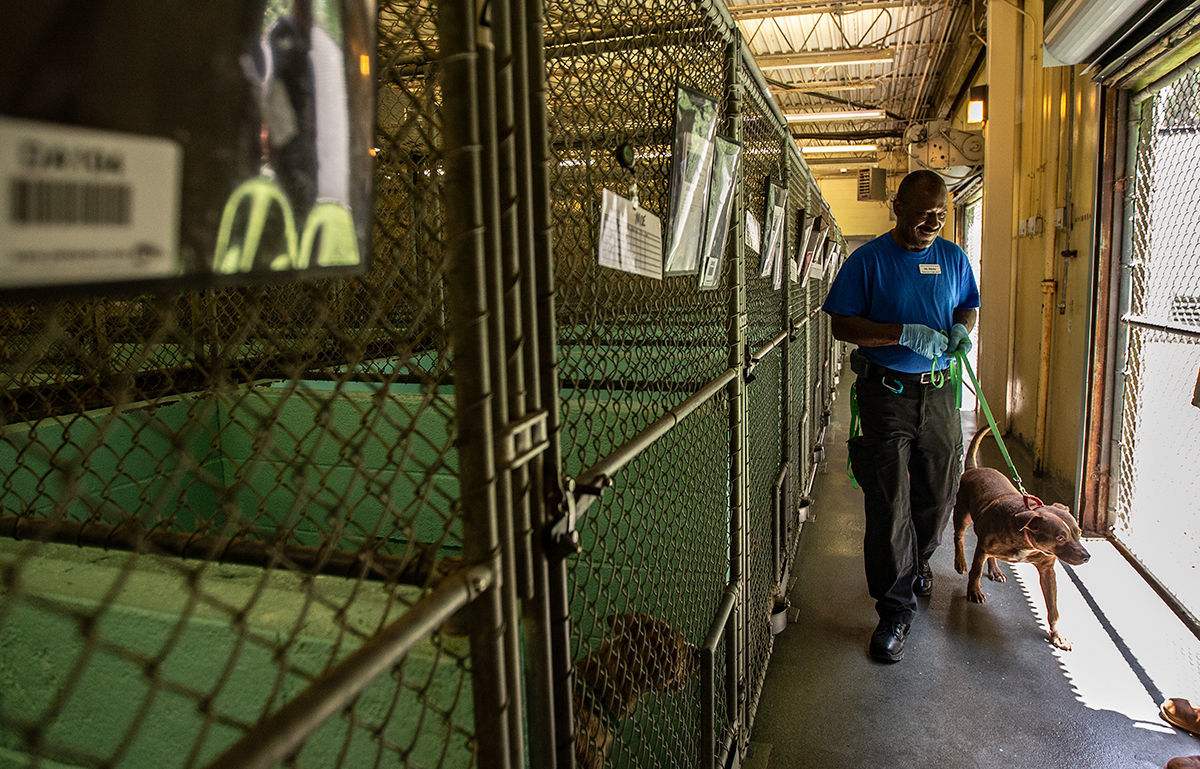 Animal Shelter